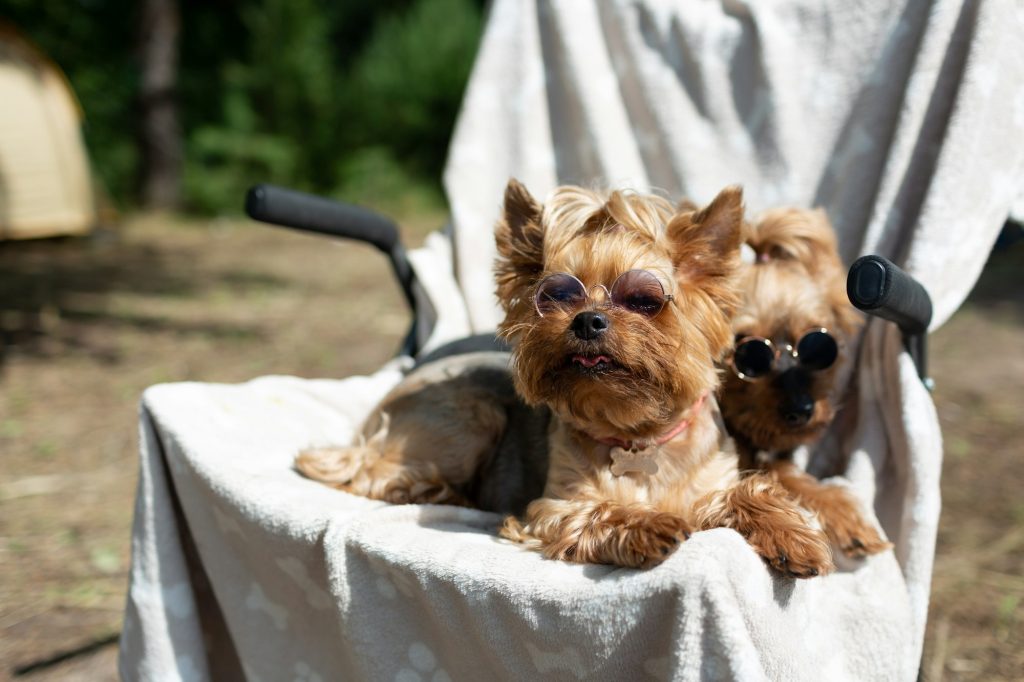 Two dogs are lying in a camping chair with sunglasses